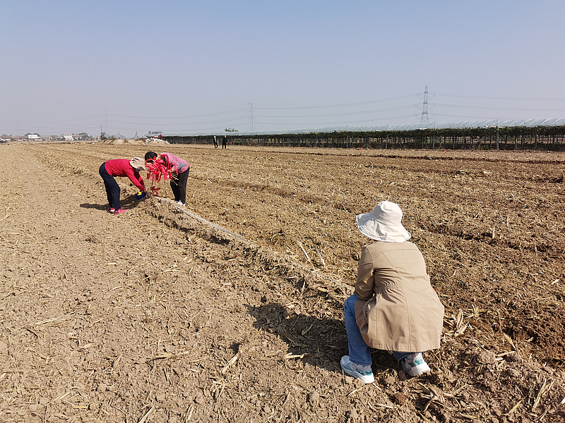 臨渭區農技中心扎實落實小麥肥效試驗示范